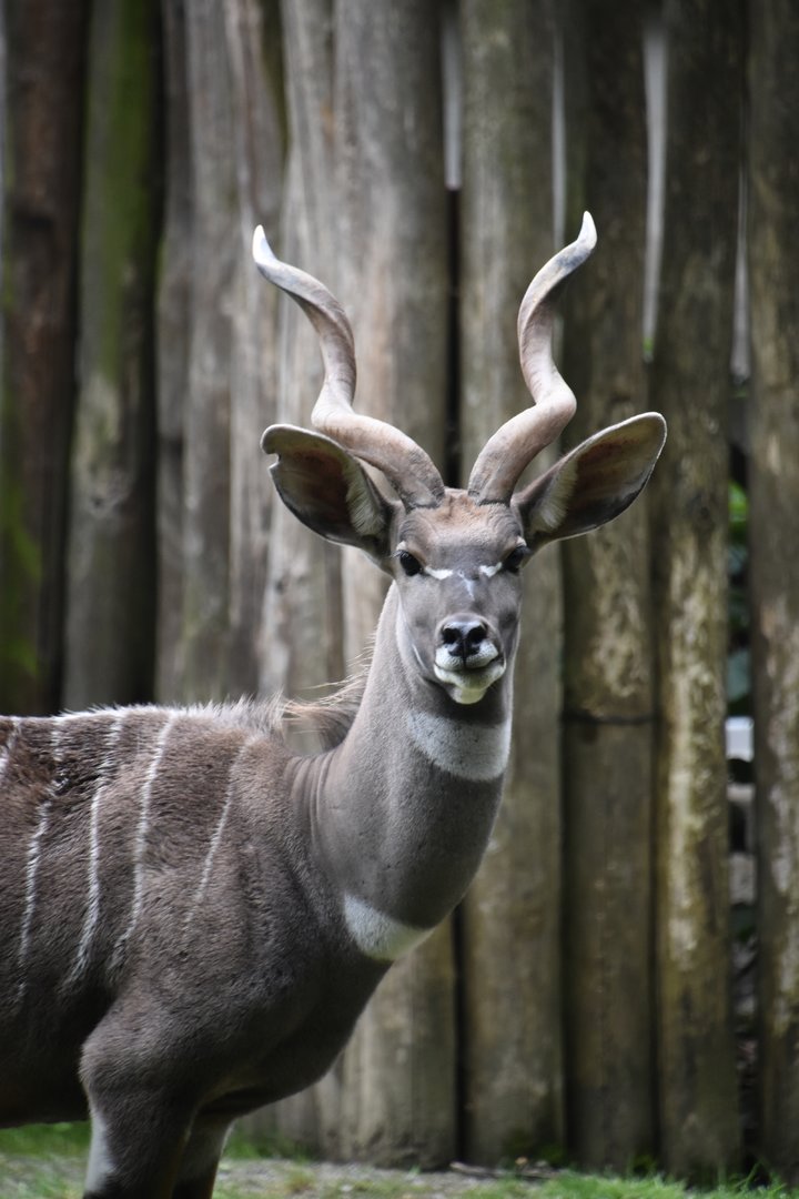 Lesser kudu, Tragelaphus imberbis