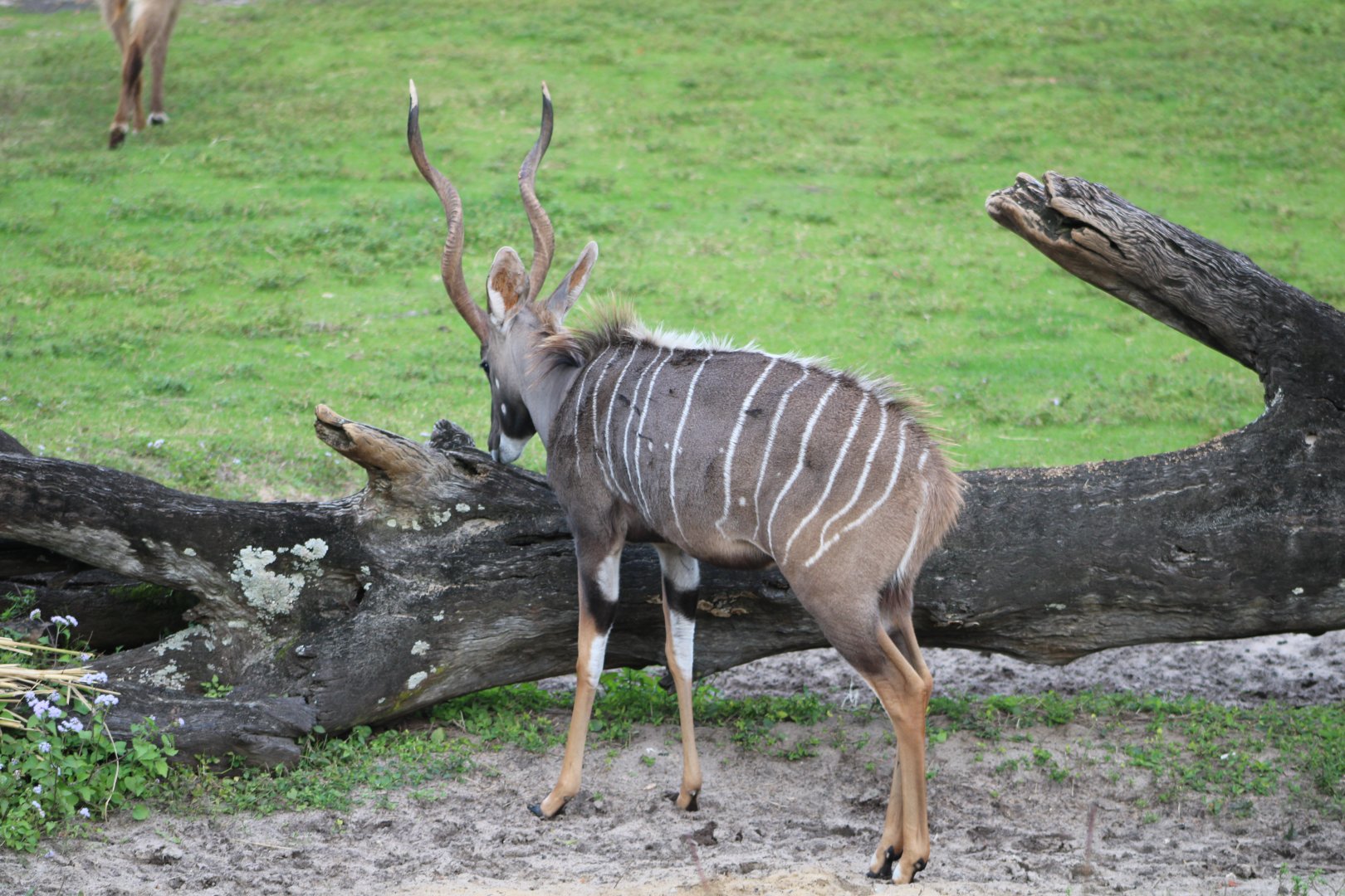 Lesser Kudu (Tragelaphus imberbis)