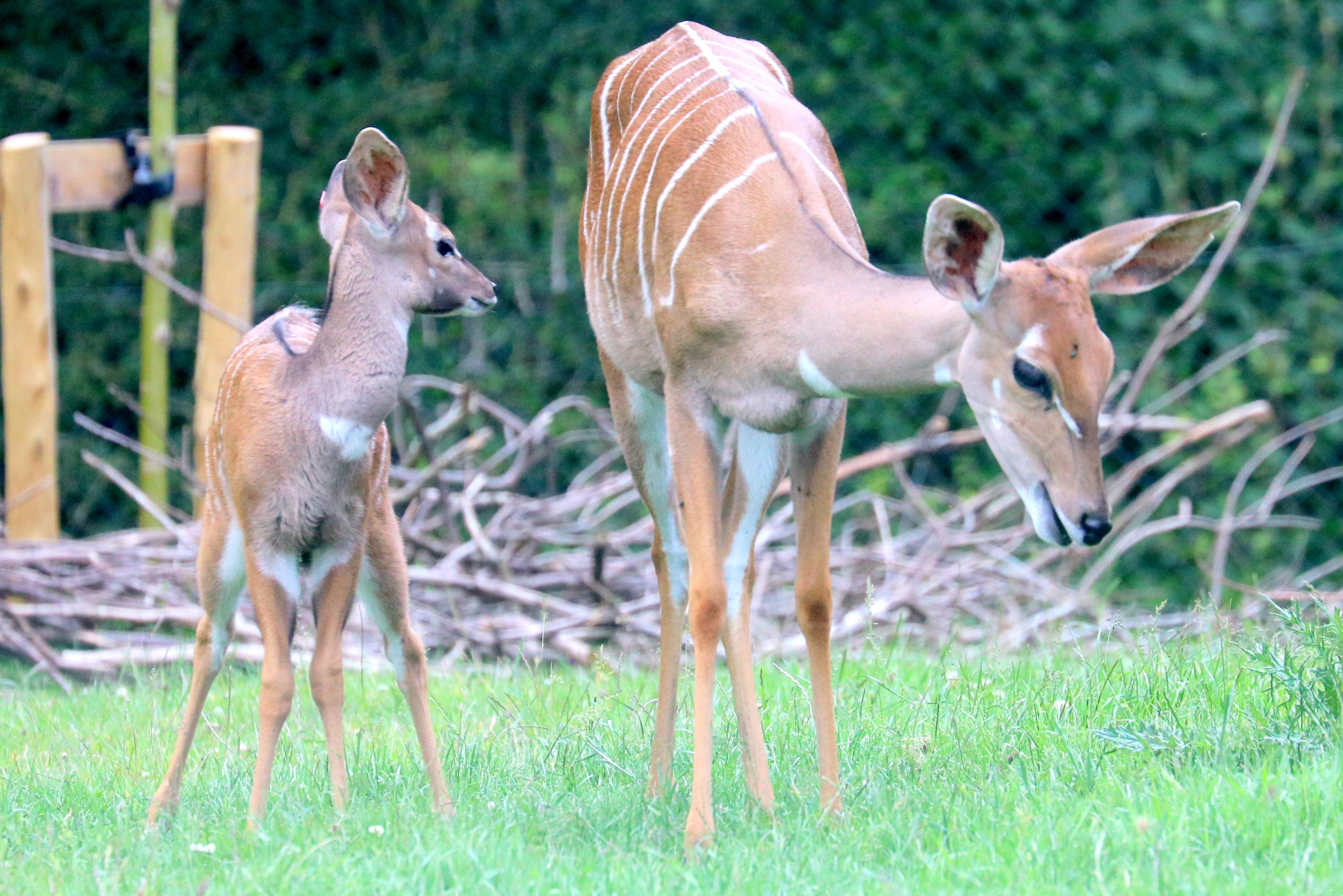 Lesser kudu with calf; Marwell; 16th June 2019.