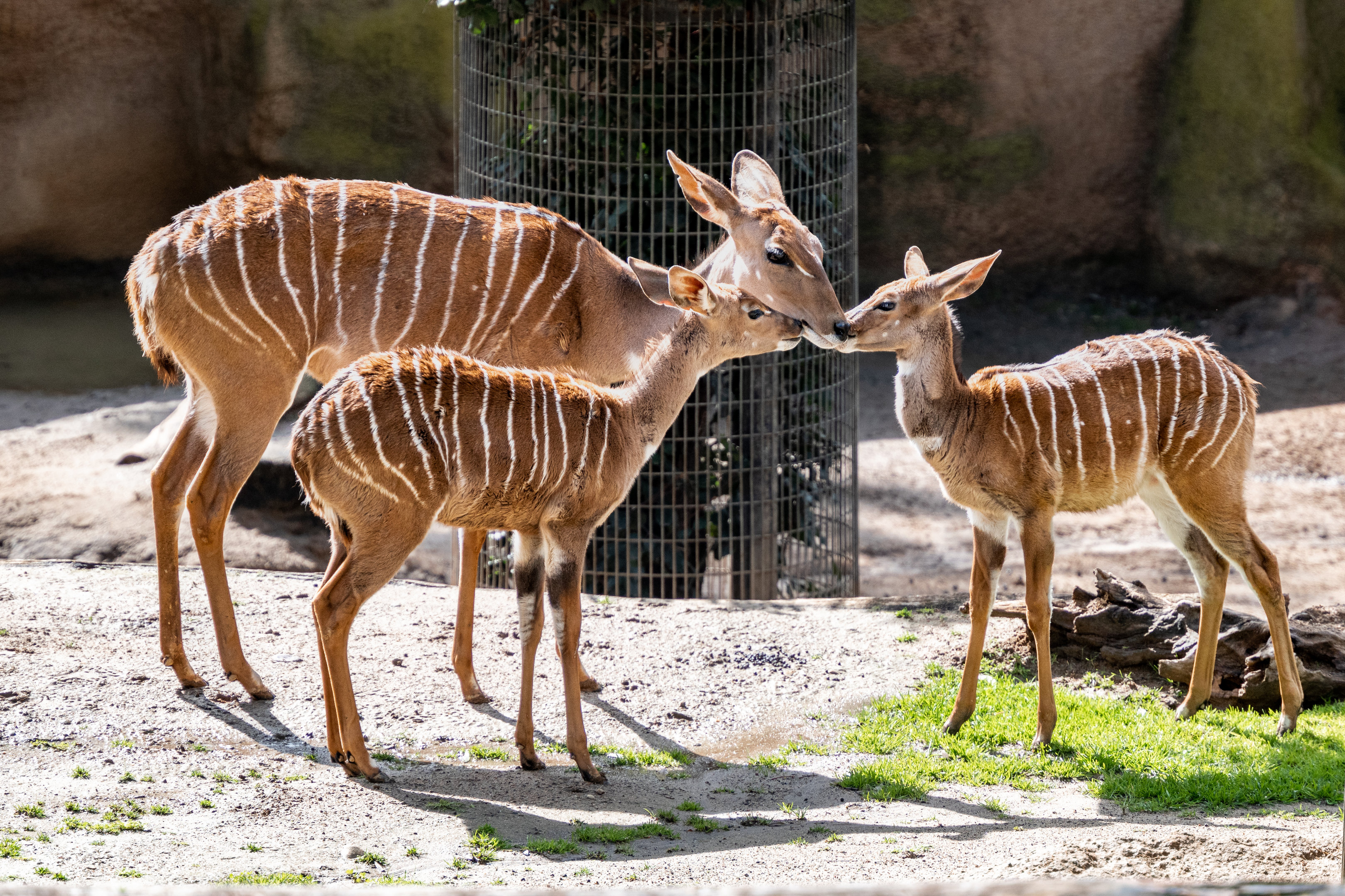 Lesser Kudu with her fawn