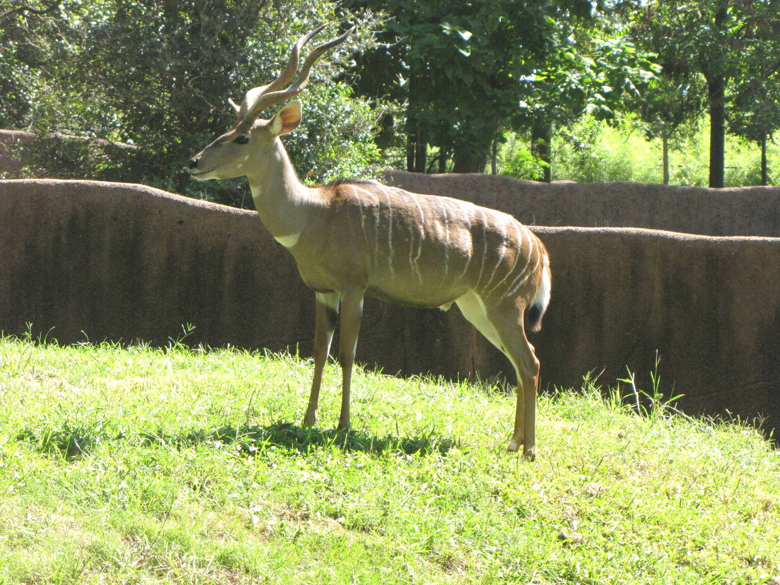 Lesser Kudu