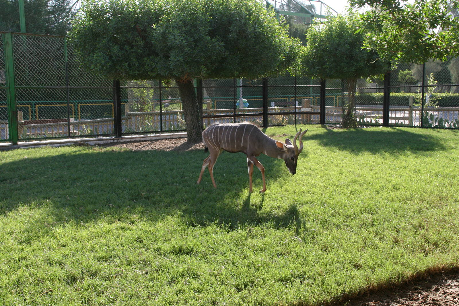 Lesser Kudu