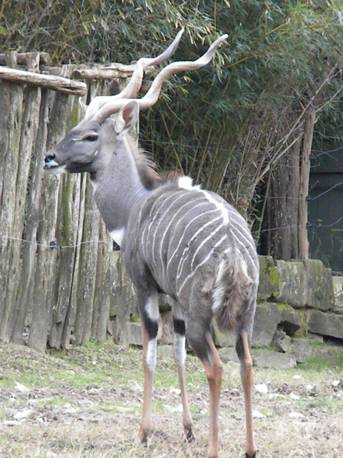 Lesser Kudu