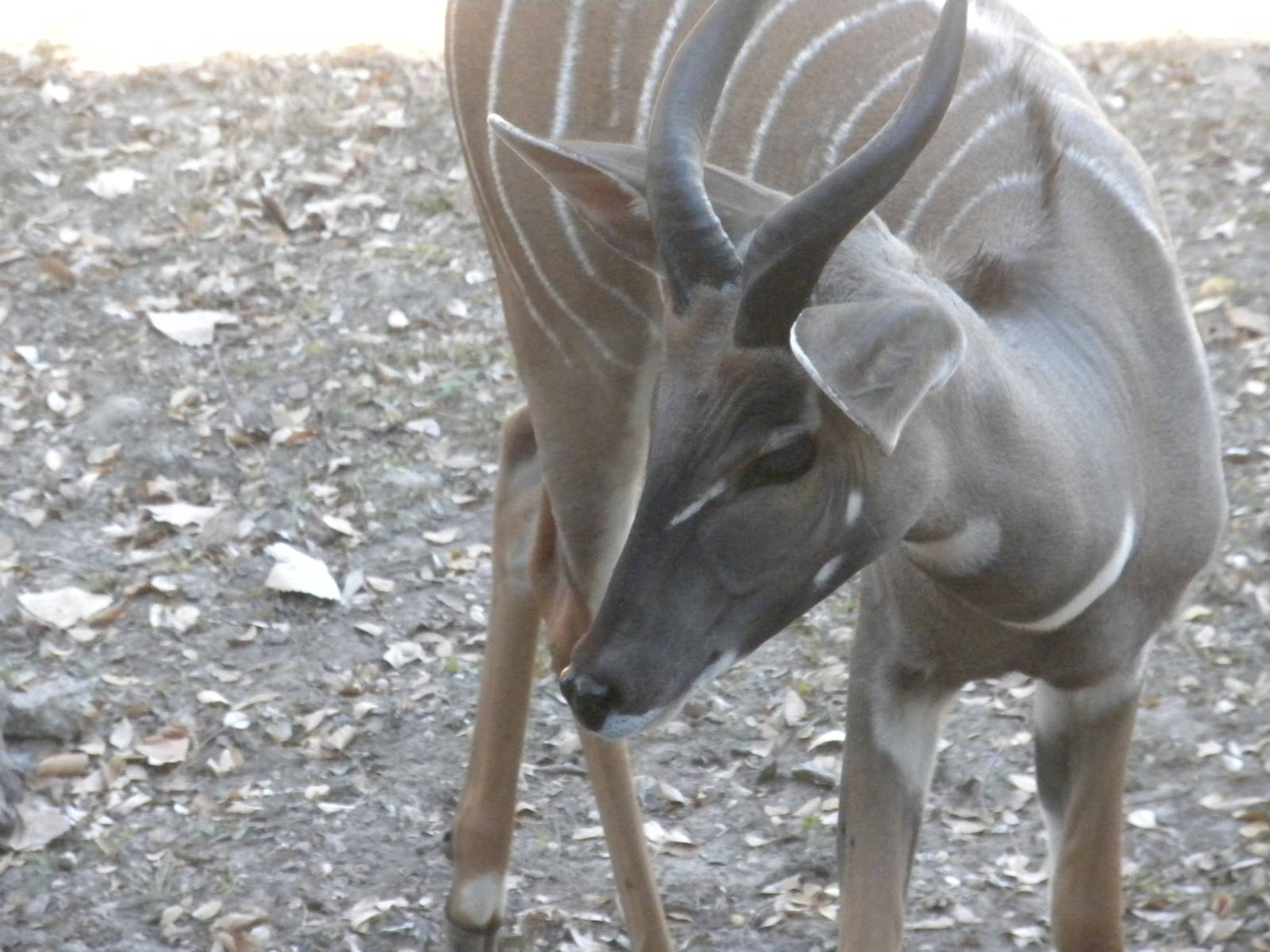 Lesser Kudu