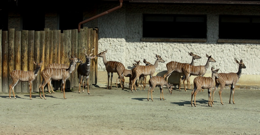 Lesser Kudu