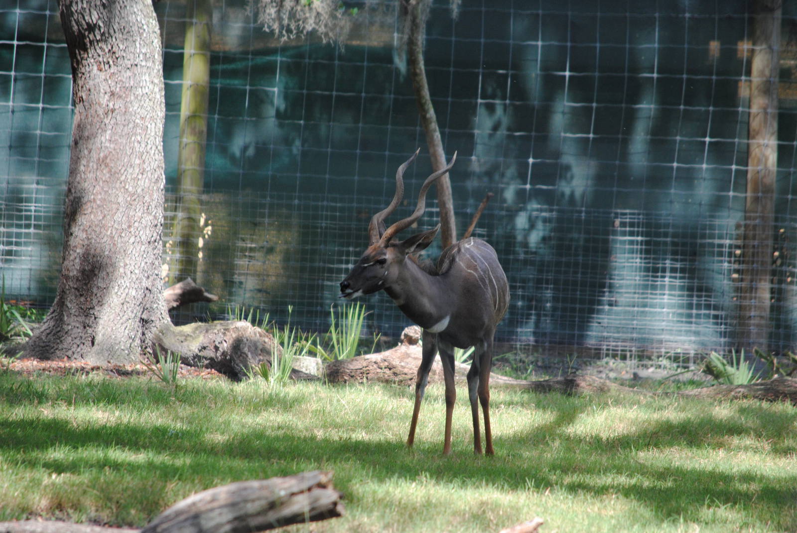 Lesser Kudu