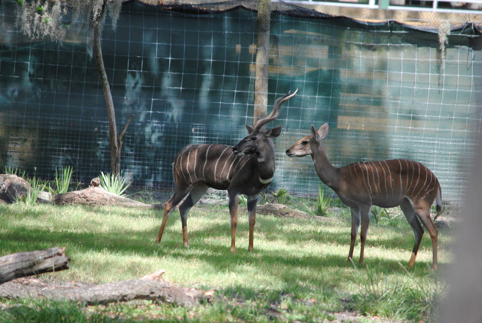Lesser Kudu