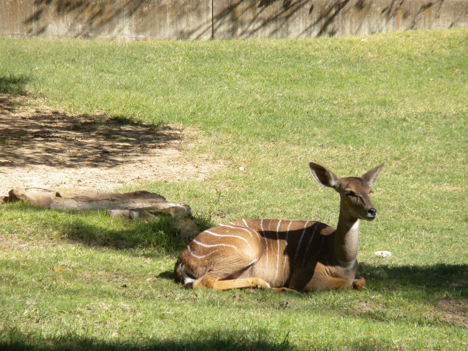 Lesser Kudu