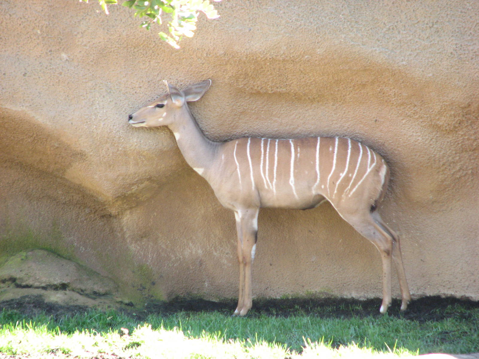Lesser Kudu