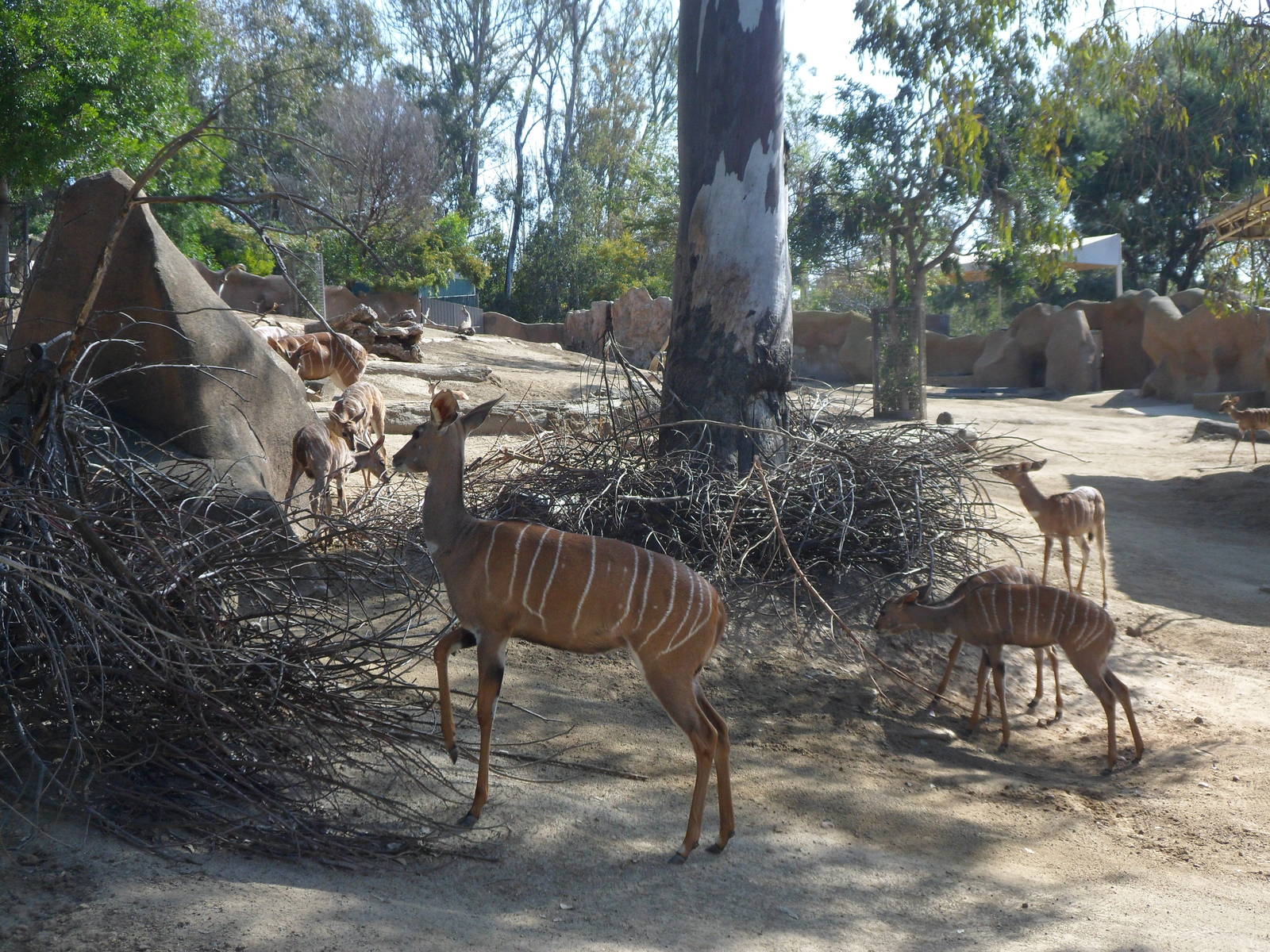 Lesser Kudu