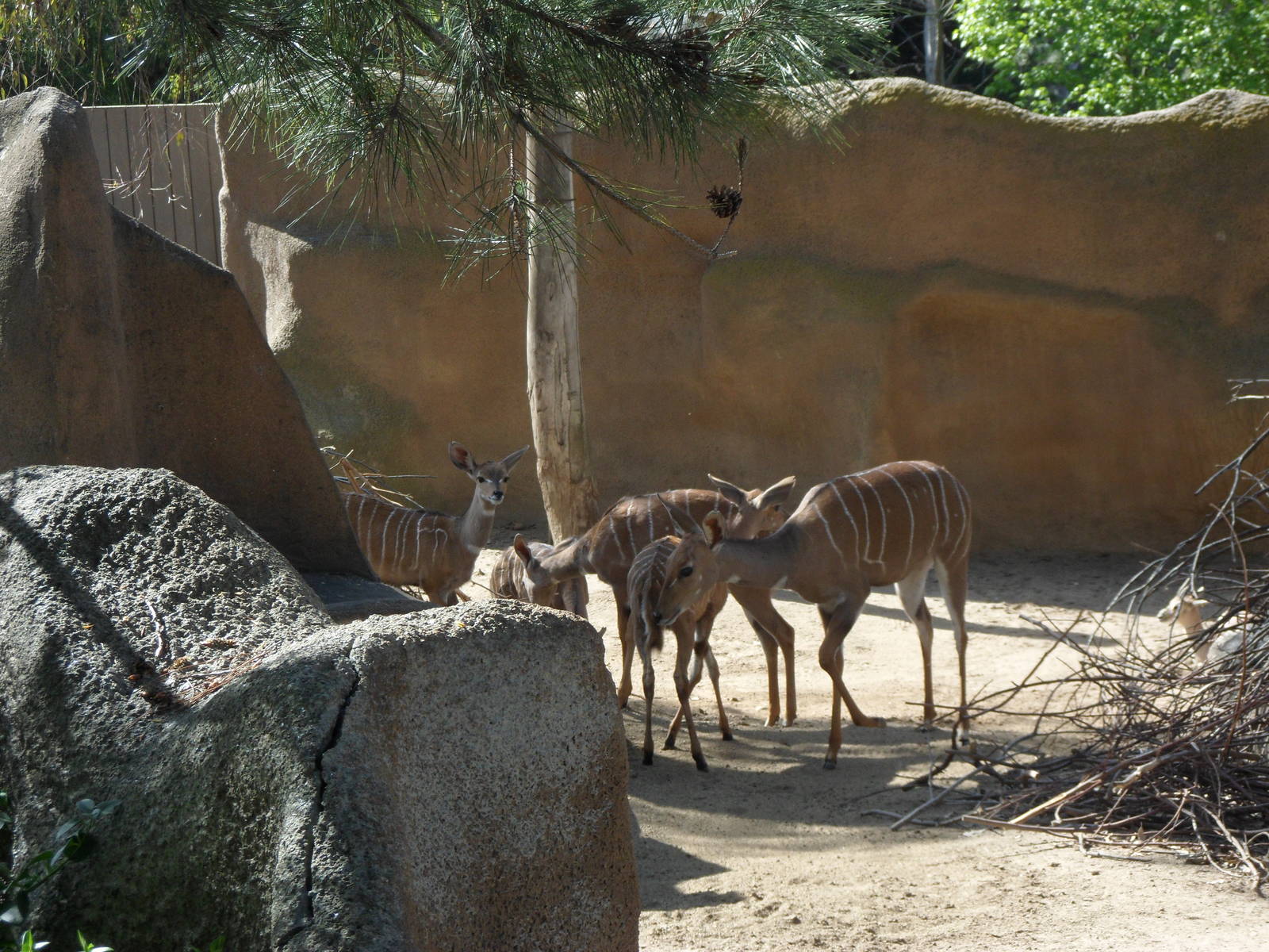 Lesser Kudu