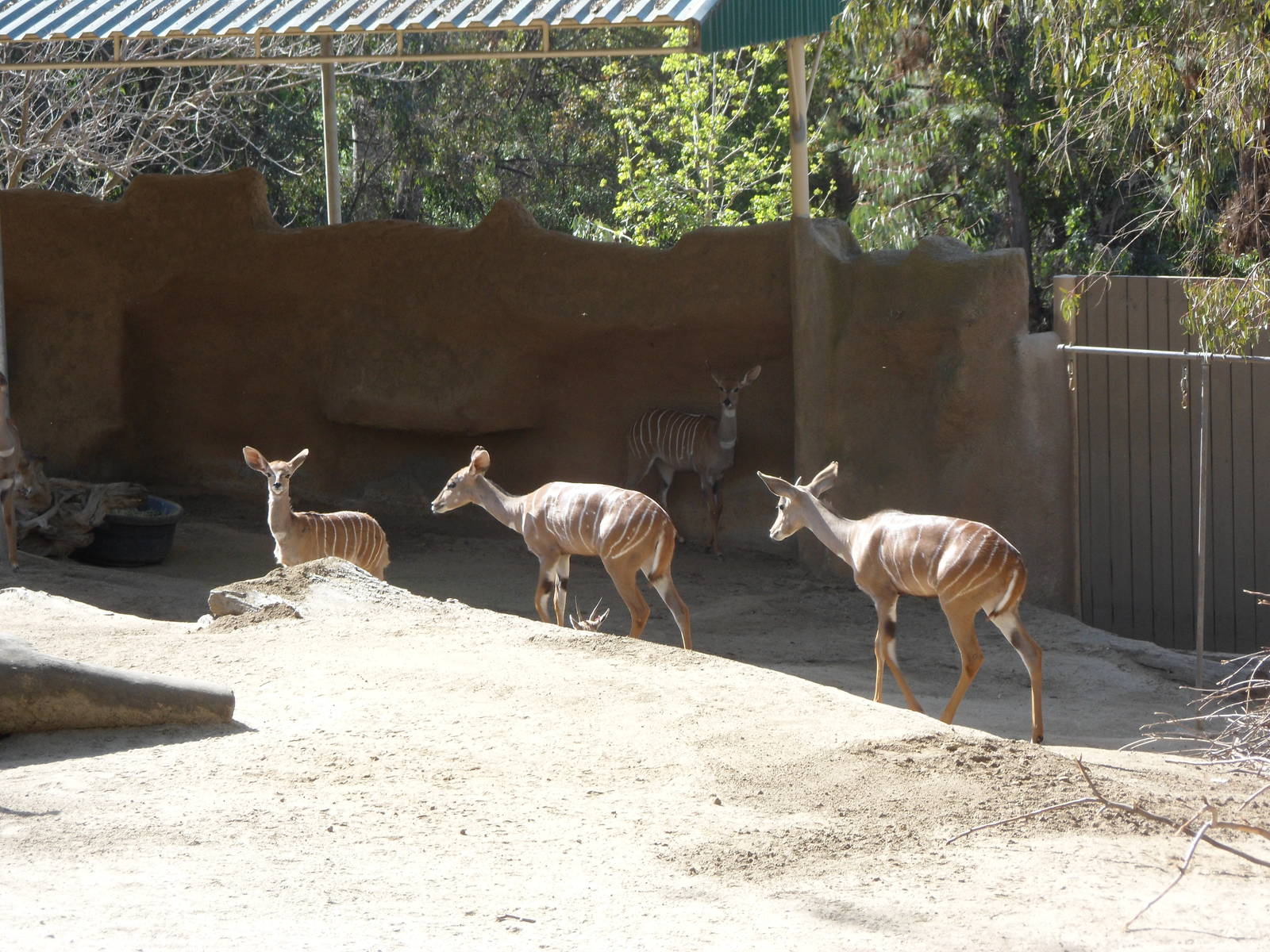 Lesser Kudu
