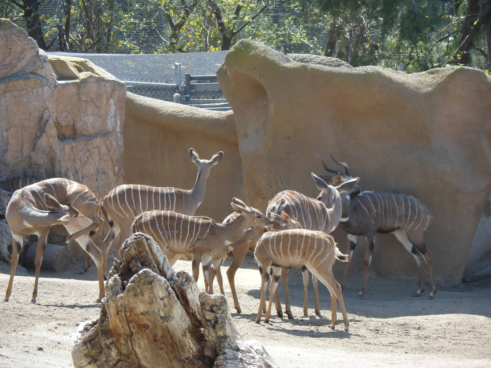 Lesser Kudu