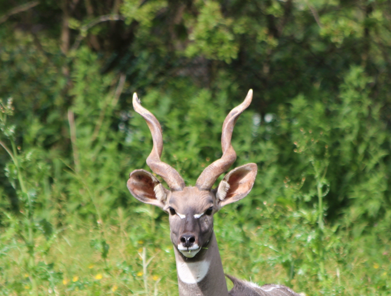 Lesser Kudu