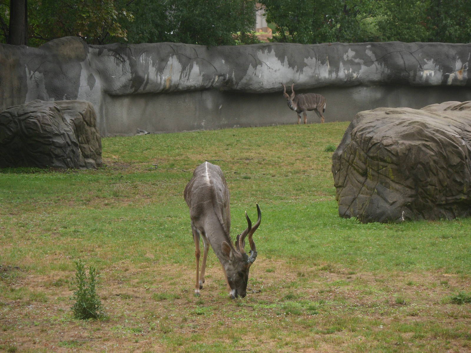 Lesser Kudu