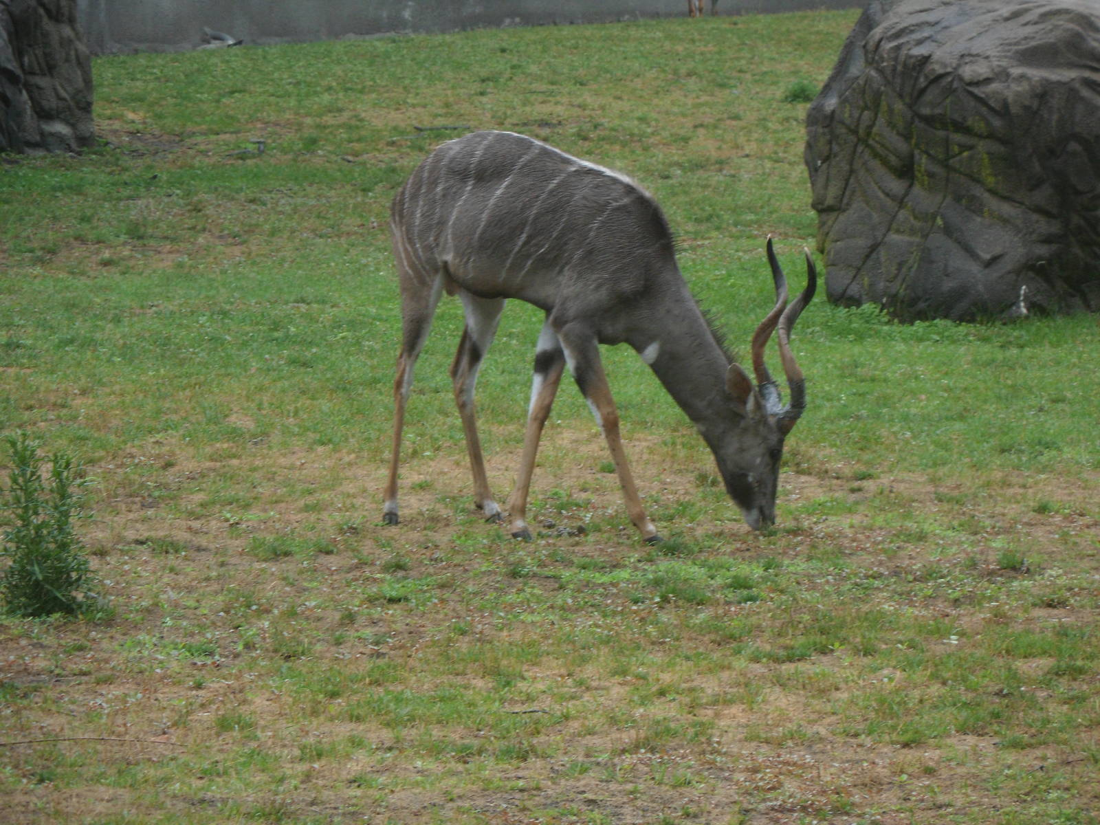 Lesser Kudu