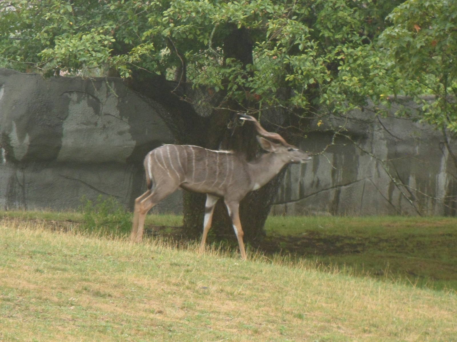 Lesser Kudu