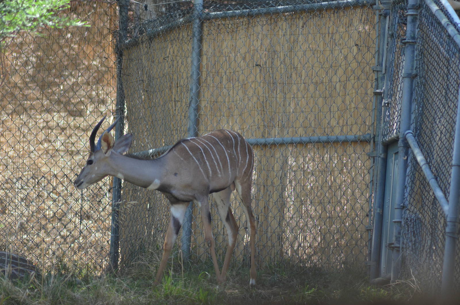 Lesser Kudu