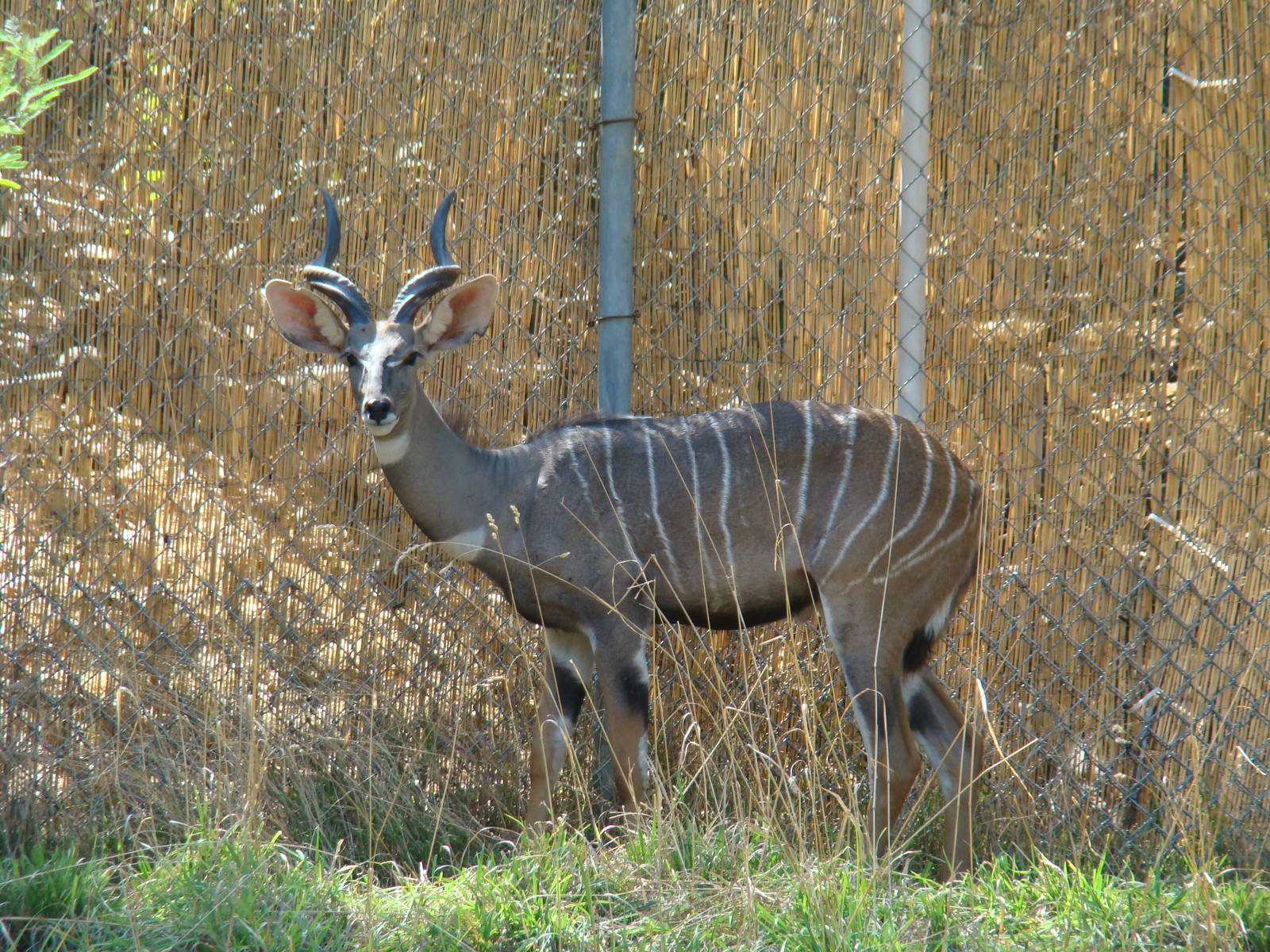 Lesser Kudu