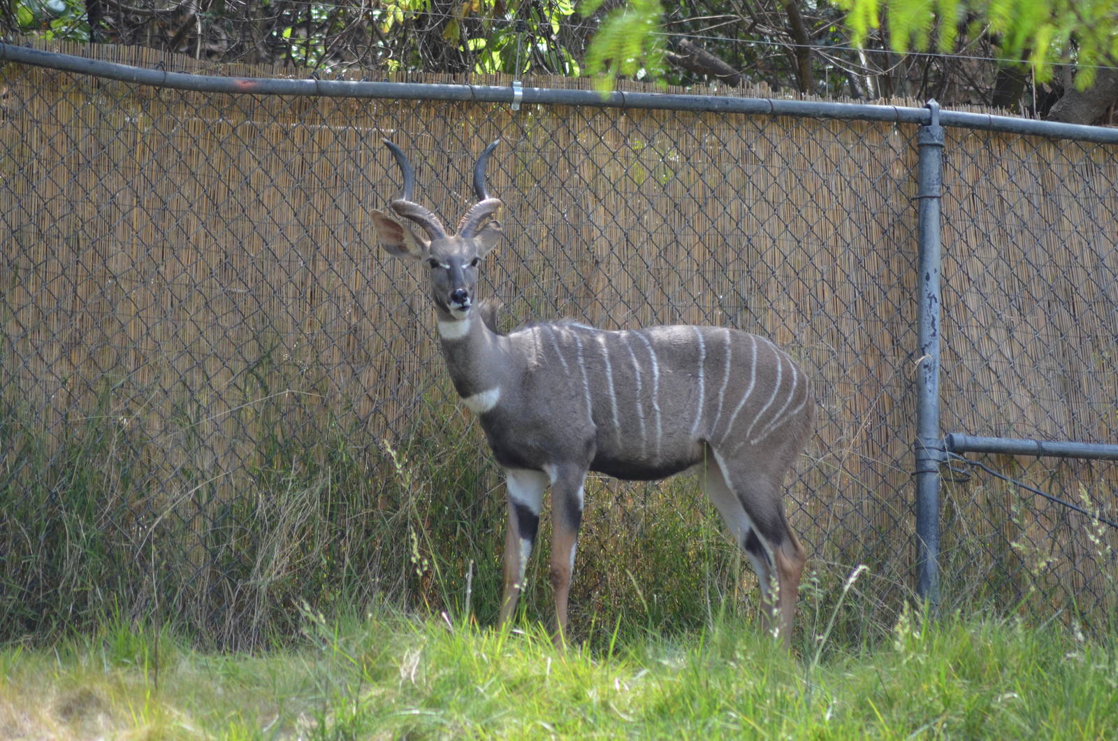 Lesser Kudu