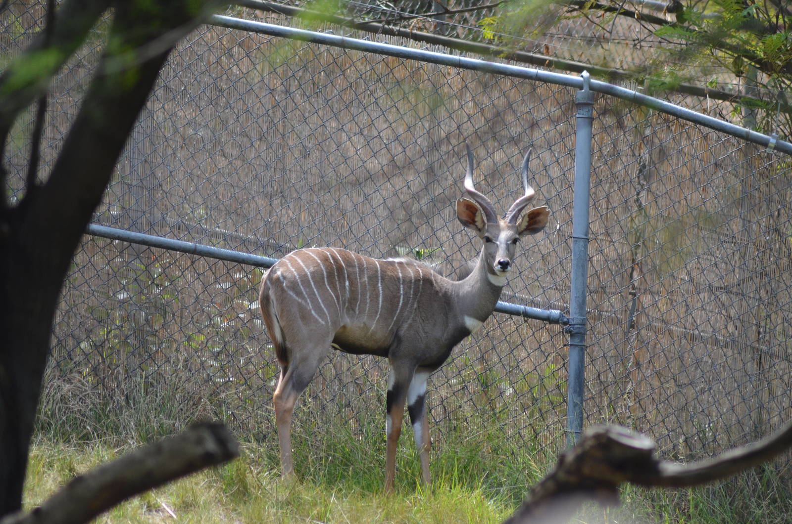 Lesser Kudu