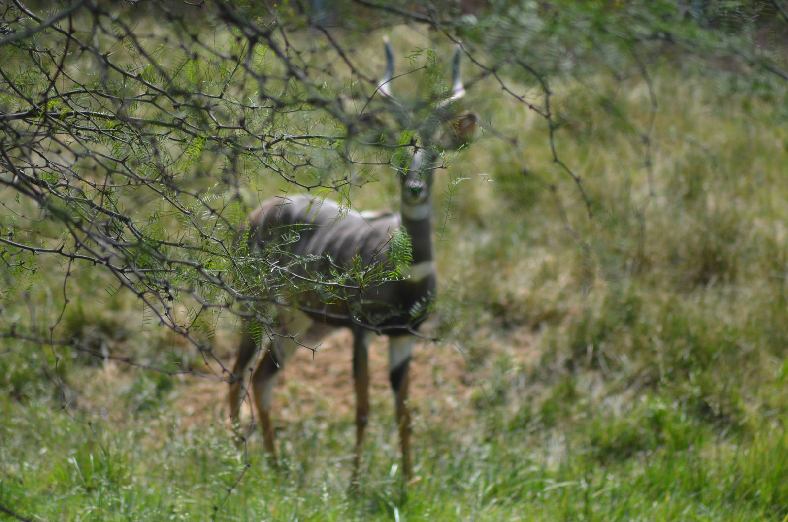 Lesser Kudu