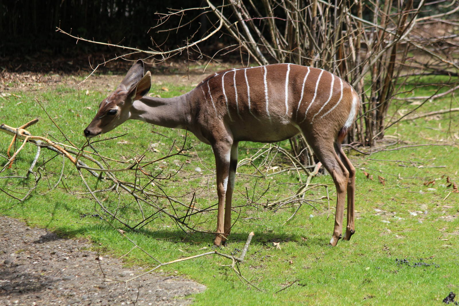 Lesser Kudu