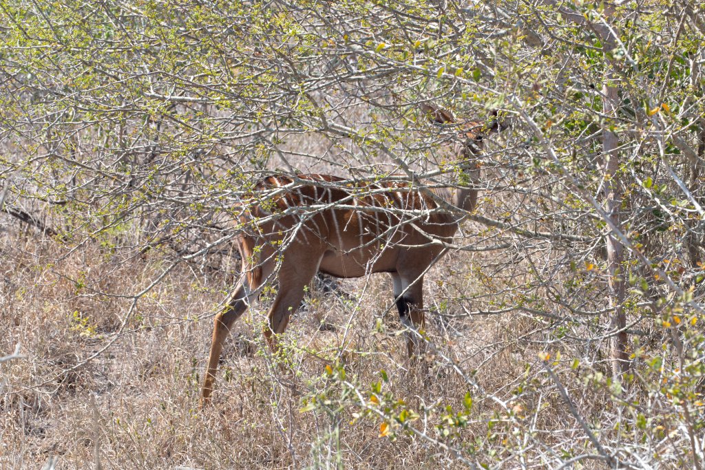 Lesser Kudu