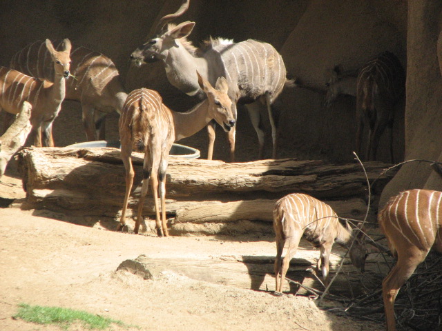Lesser Kudu