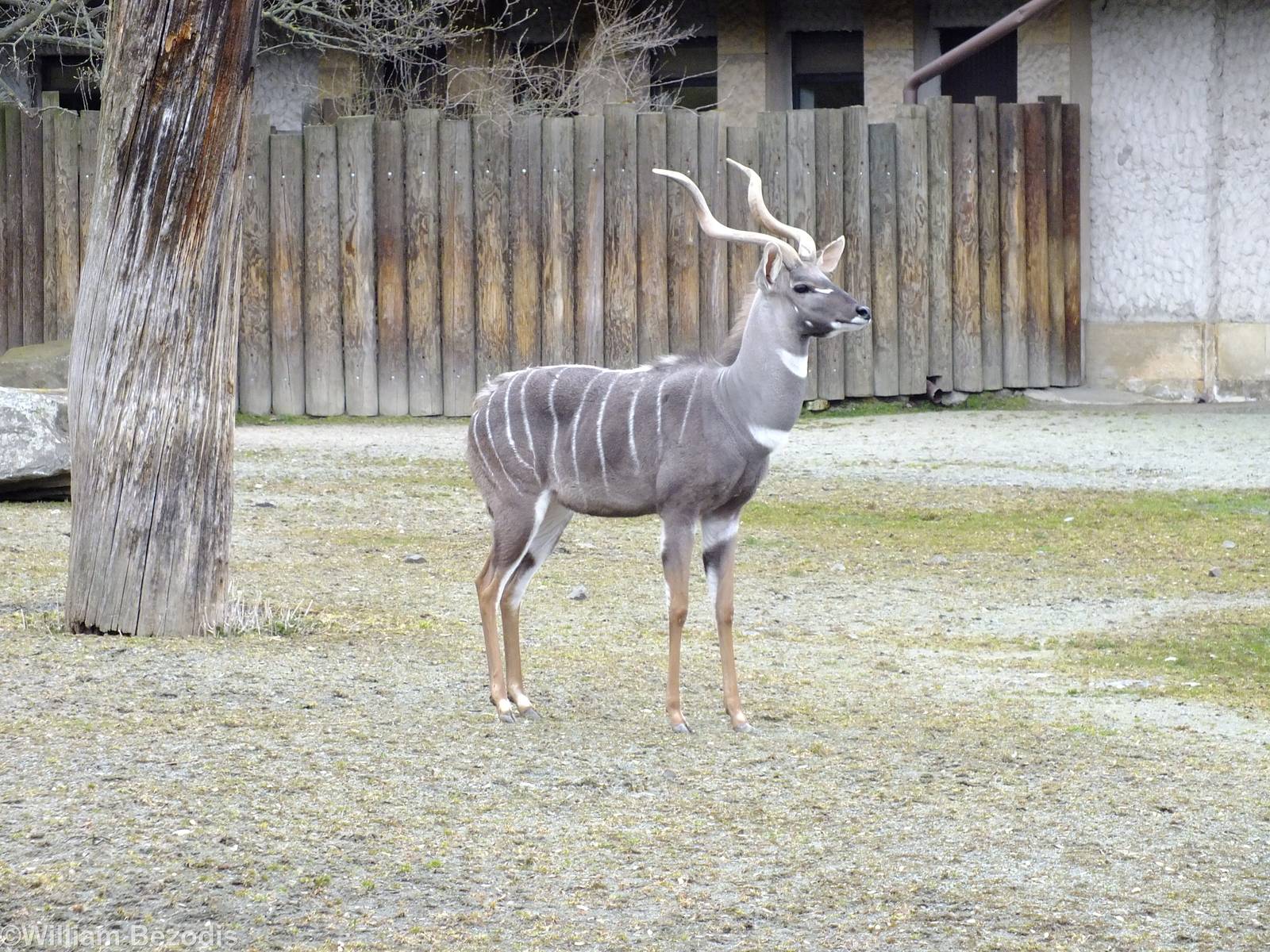 Lesser Kudu