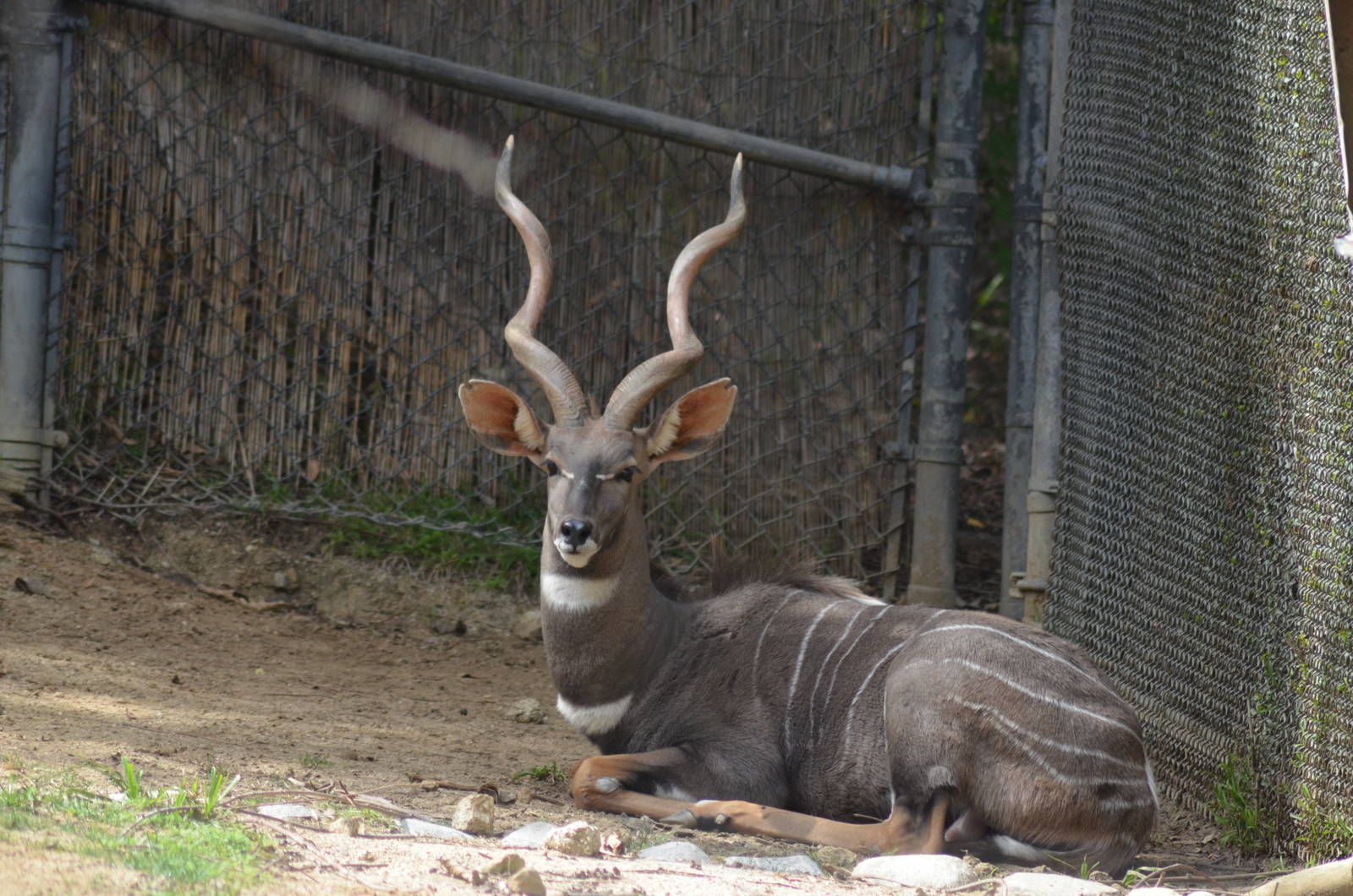 Lesser Kudu