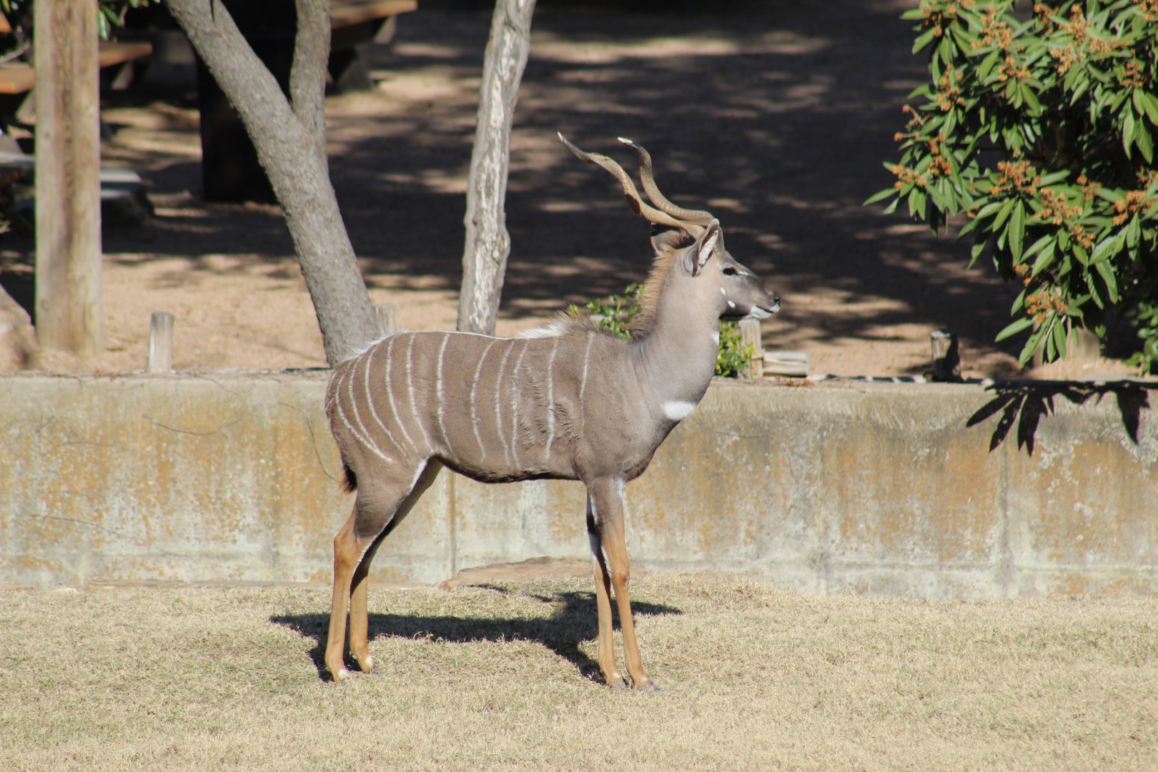 Lesser Kudu