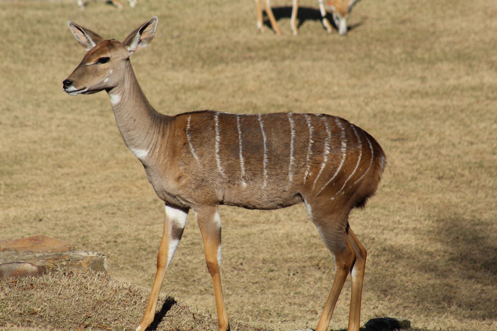 Lesser Kudu