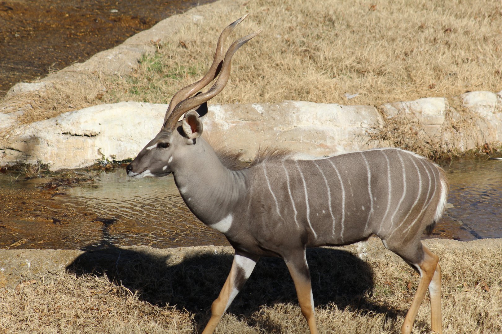 Lesser Kudu