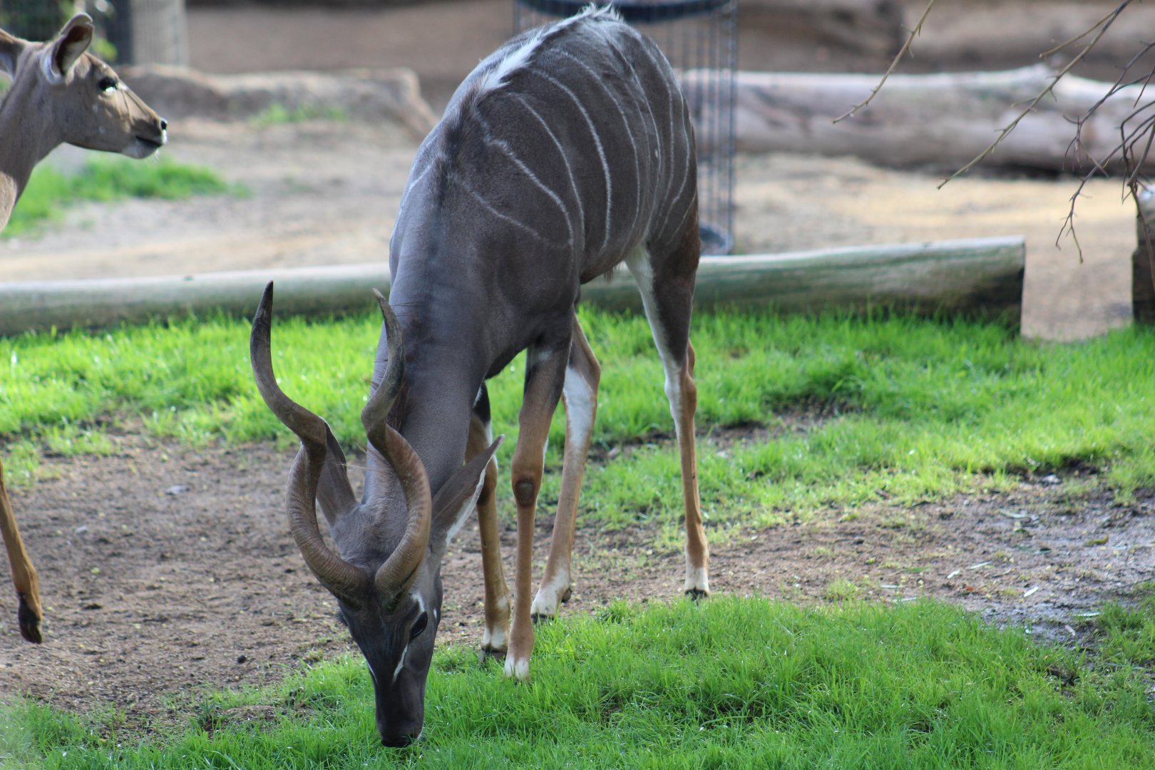 Lesser Kudu