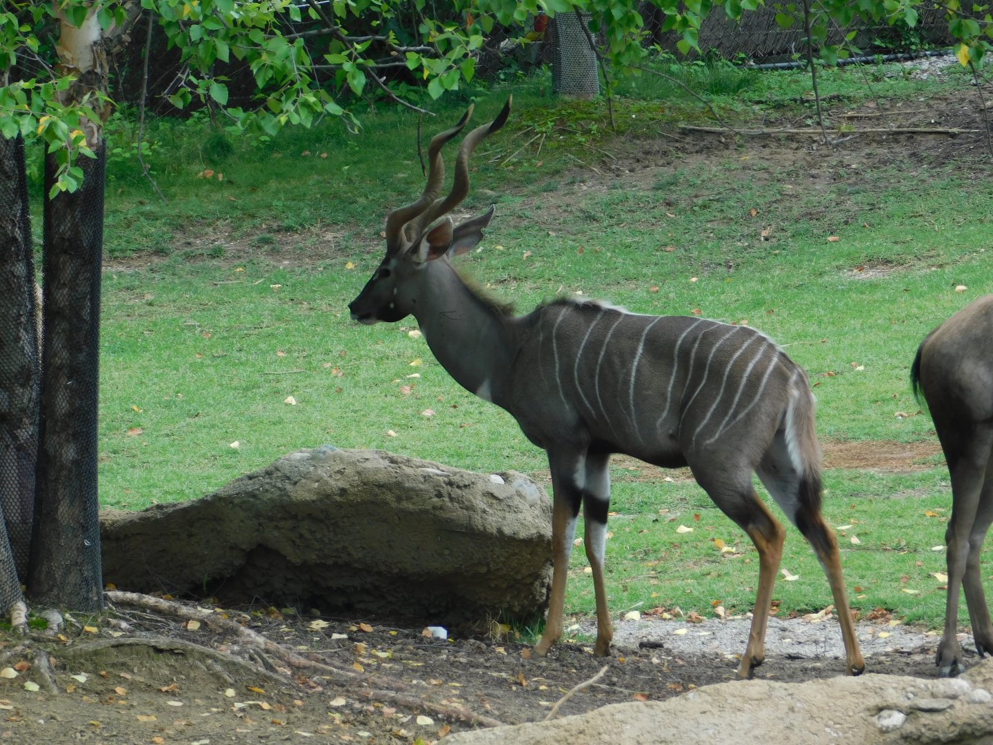 Lesser Kudu
