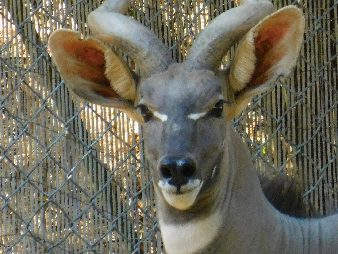 Lesser Kudu