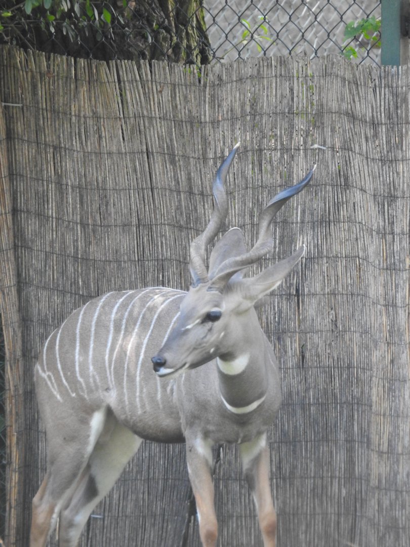 Lesser kudu