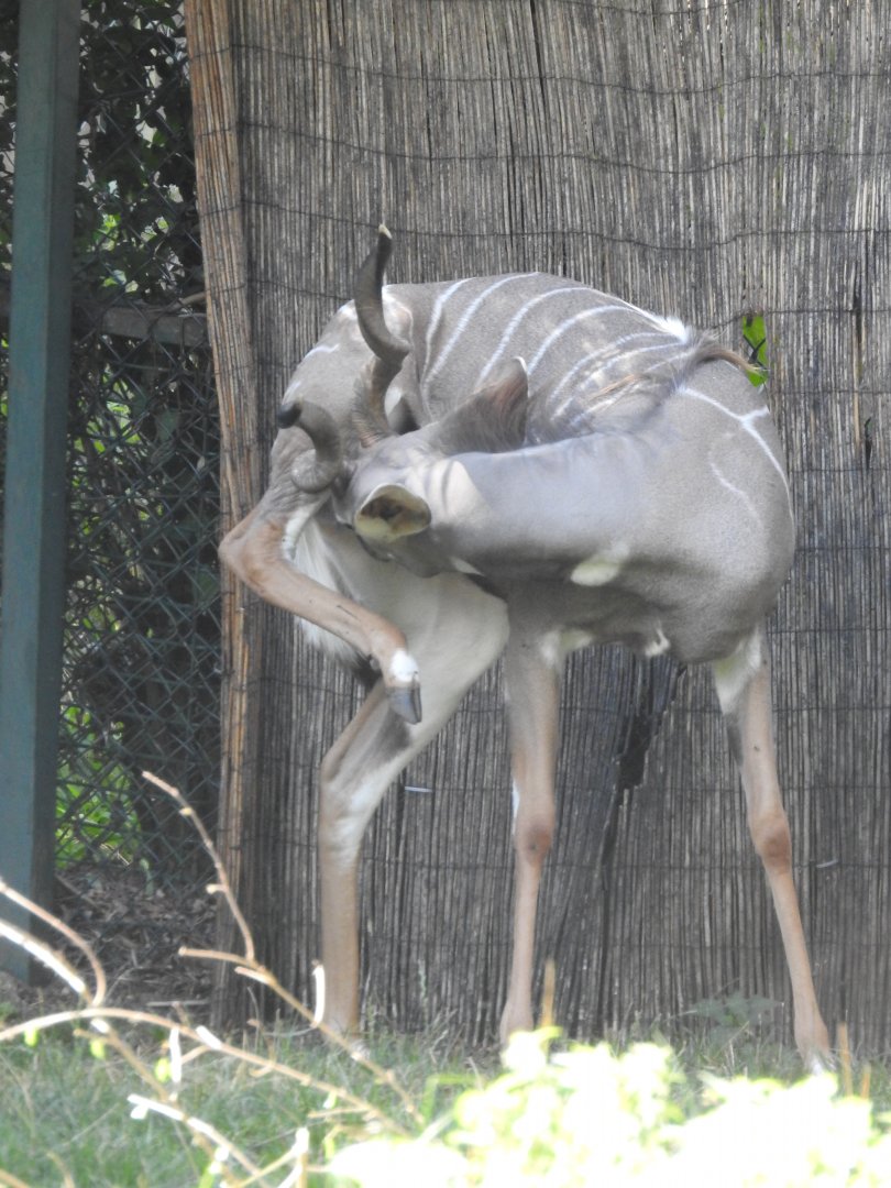 Lesser kudu