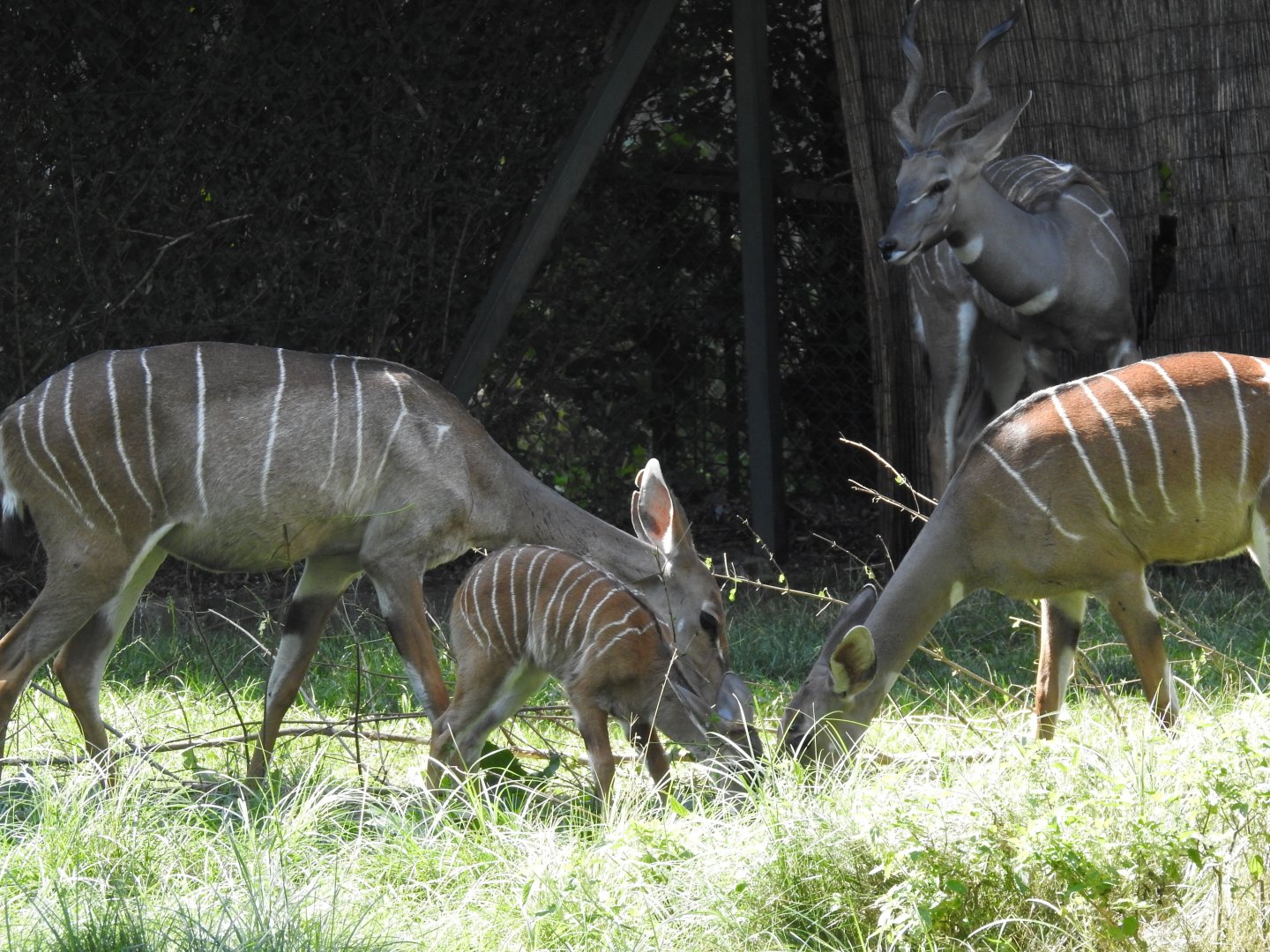 Lesser kudu