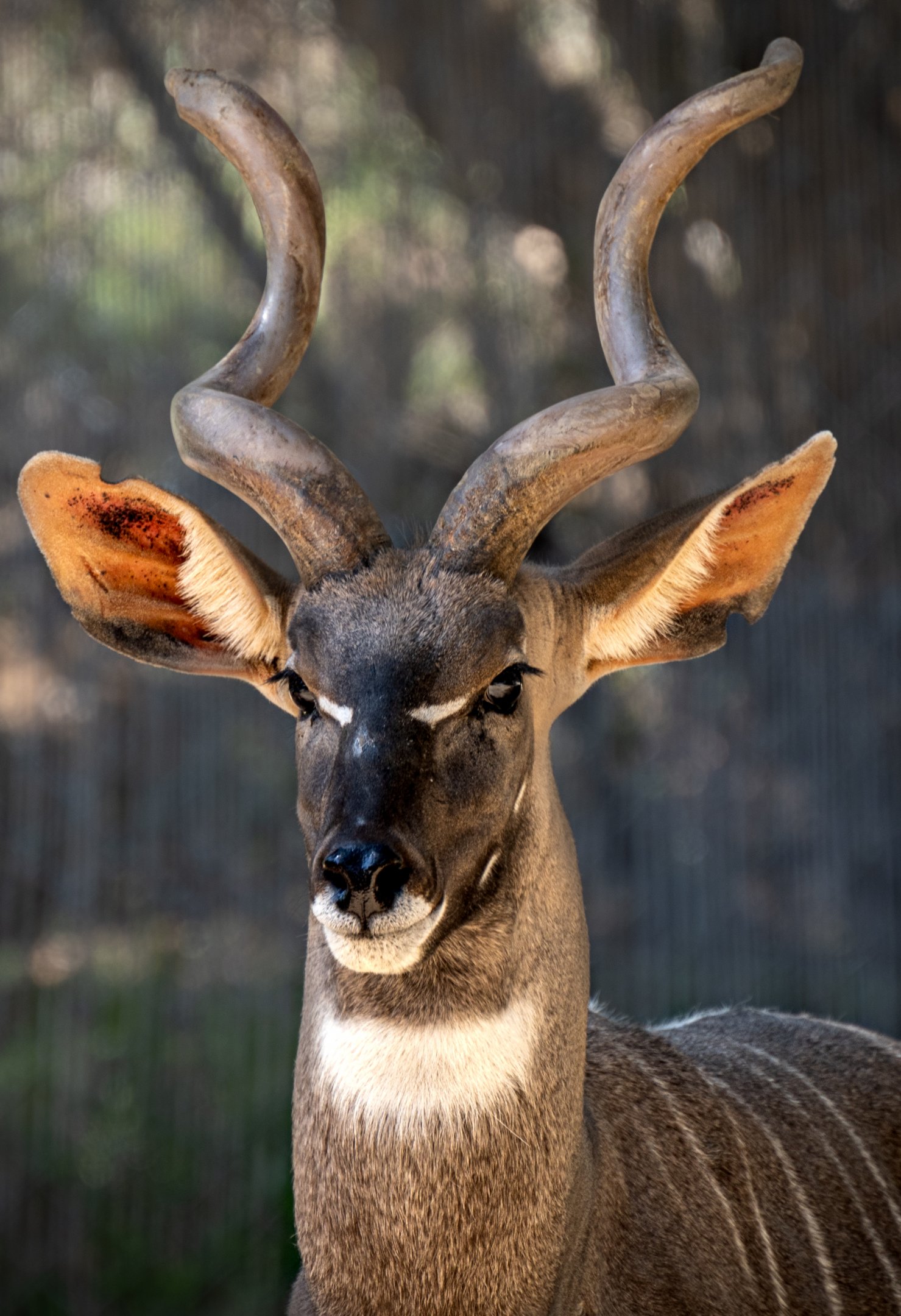 Lesser Kudu