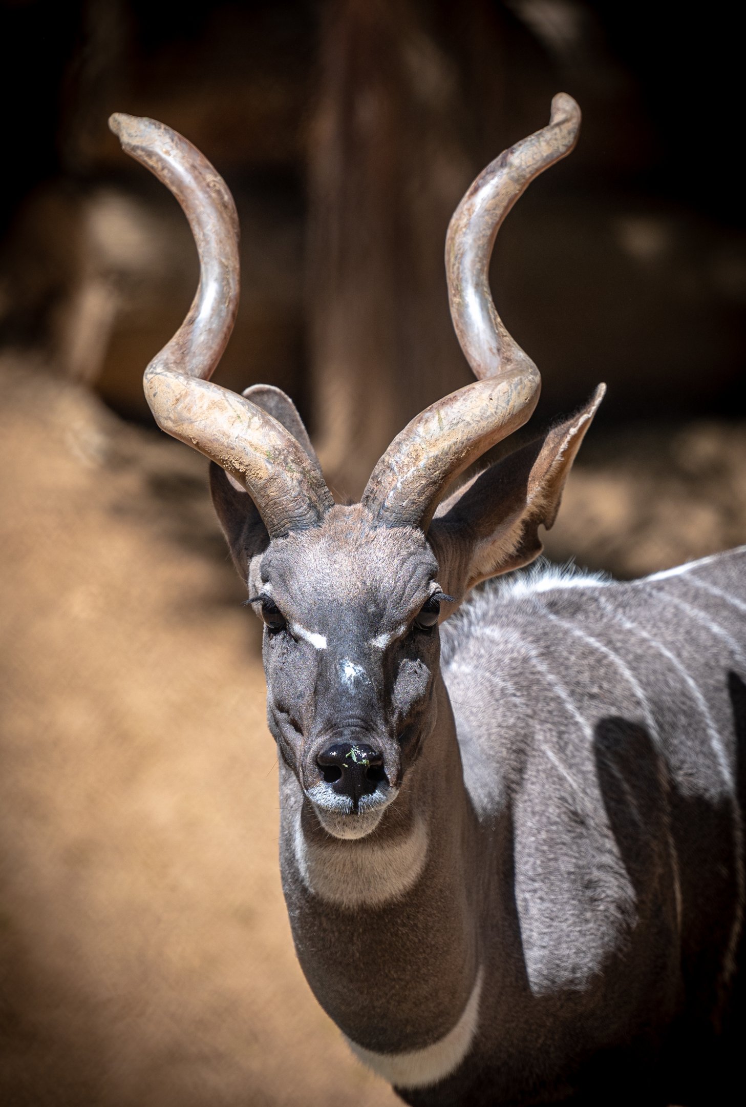 Lesser Kudu