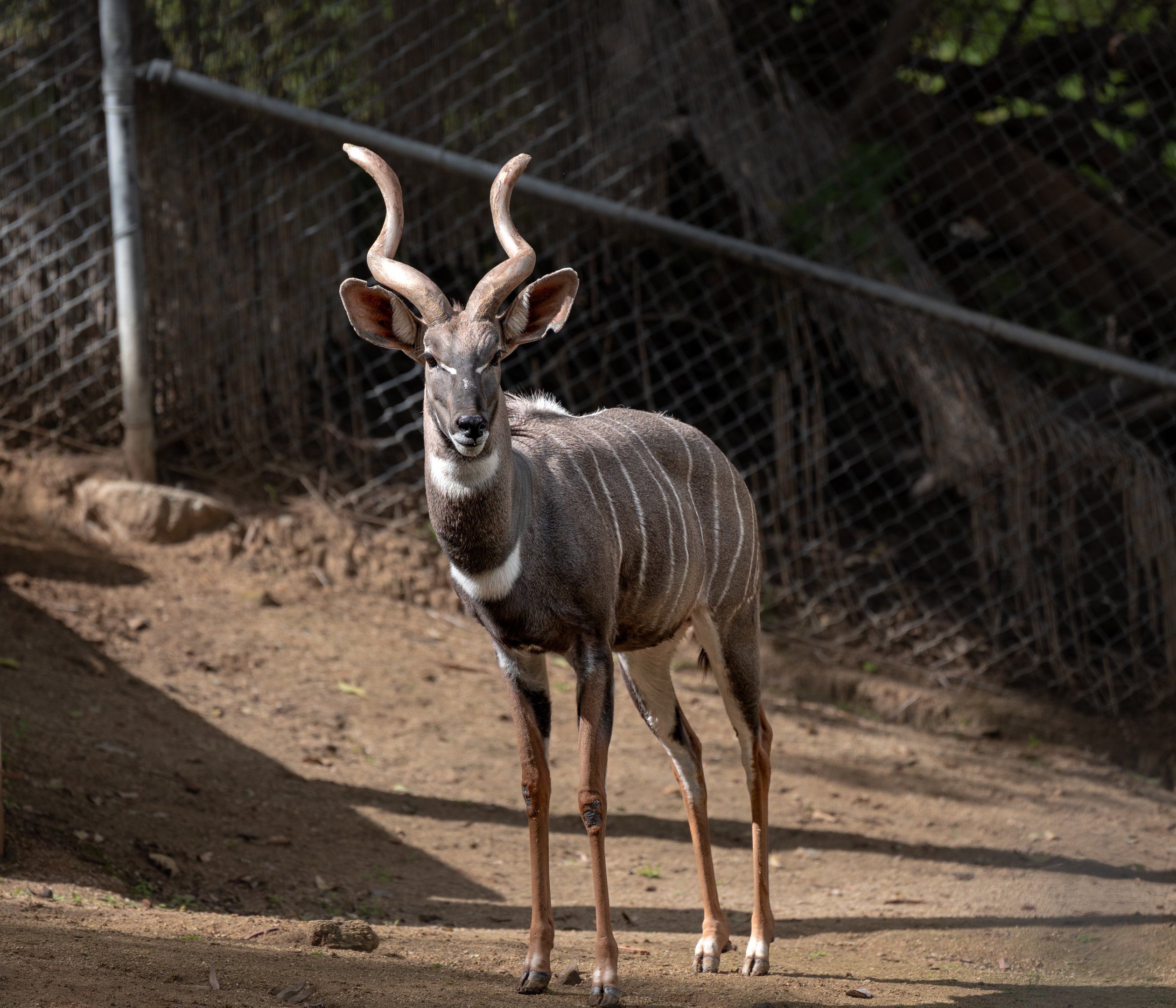 Lesser Kudu
