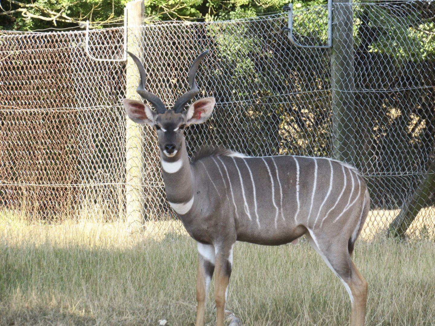 Lesser Kudu