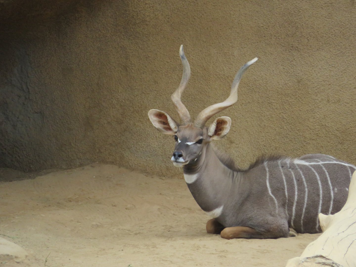 Lesser Kudu