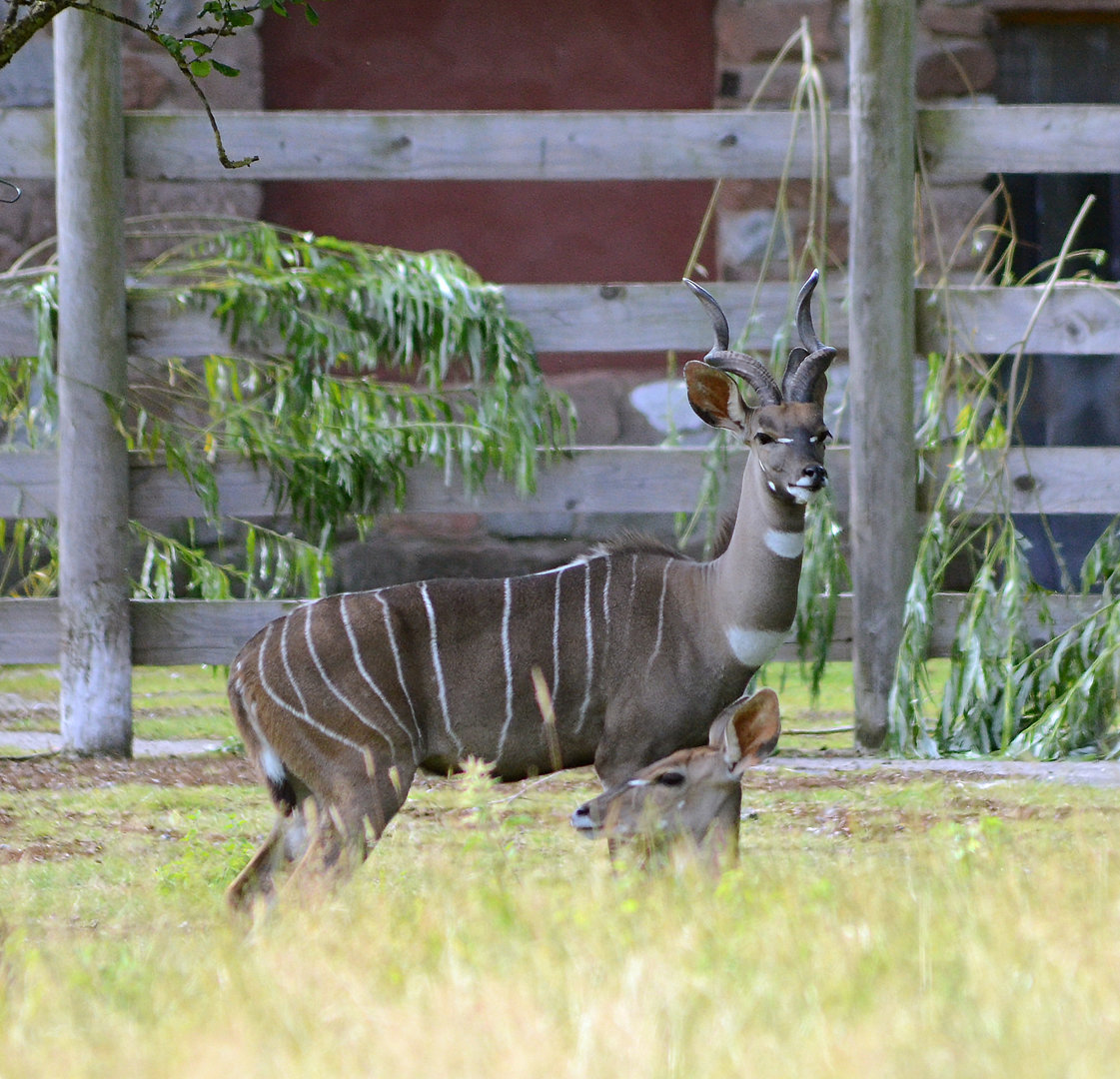 LESSER KUDU