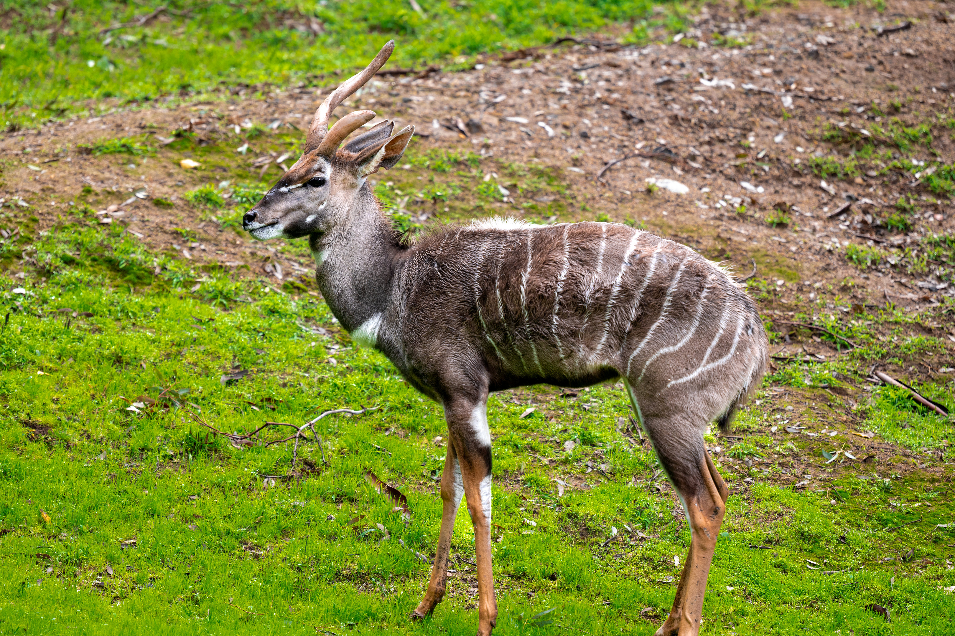 Lesser Kudu