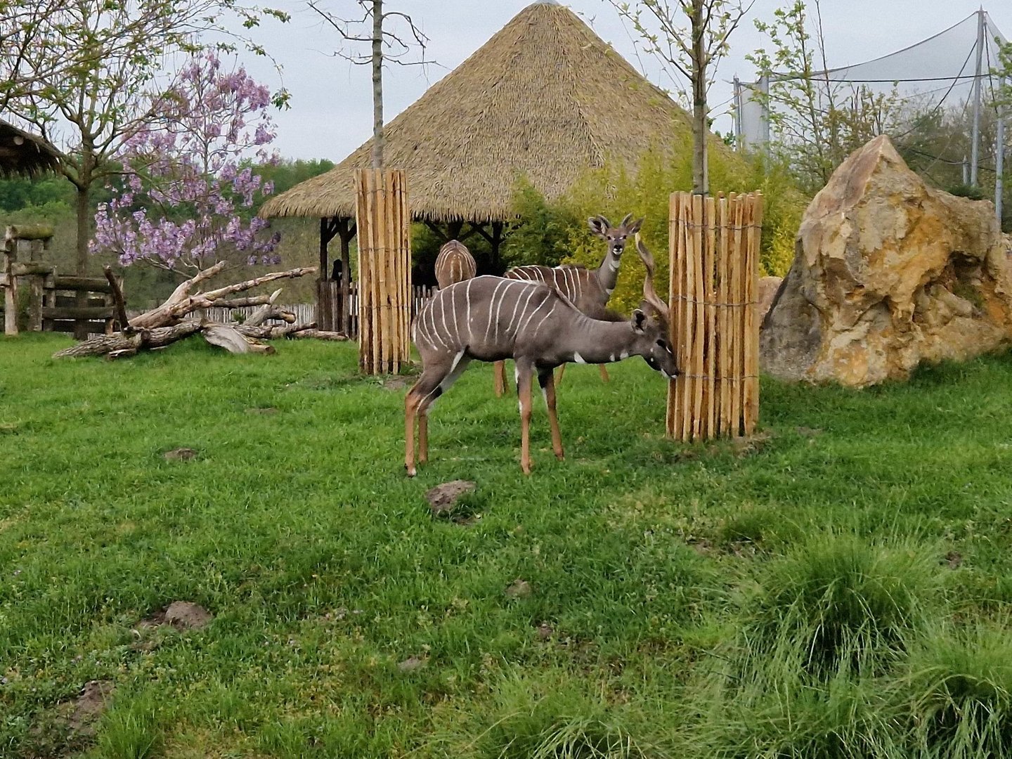 Lesser Kudu