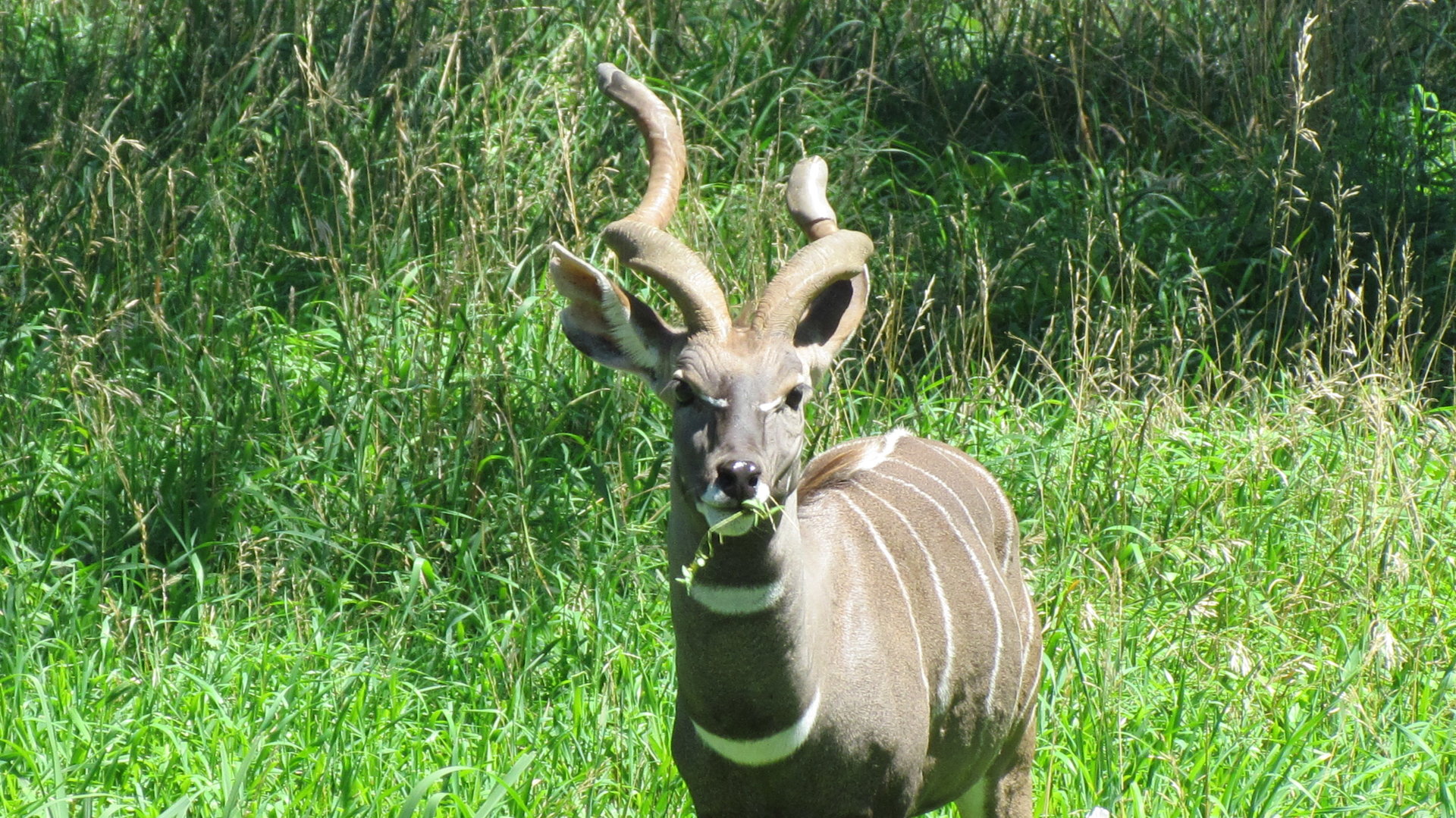 Lesser Kudu