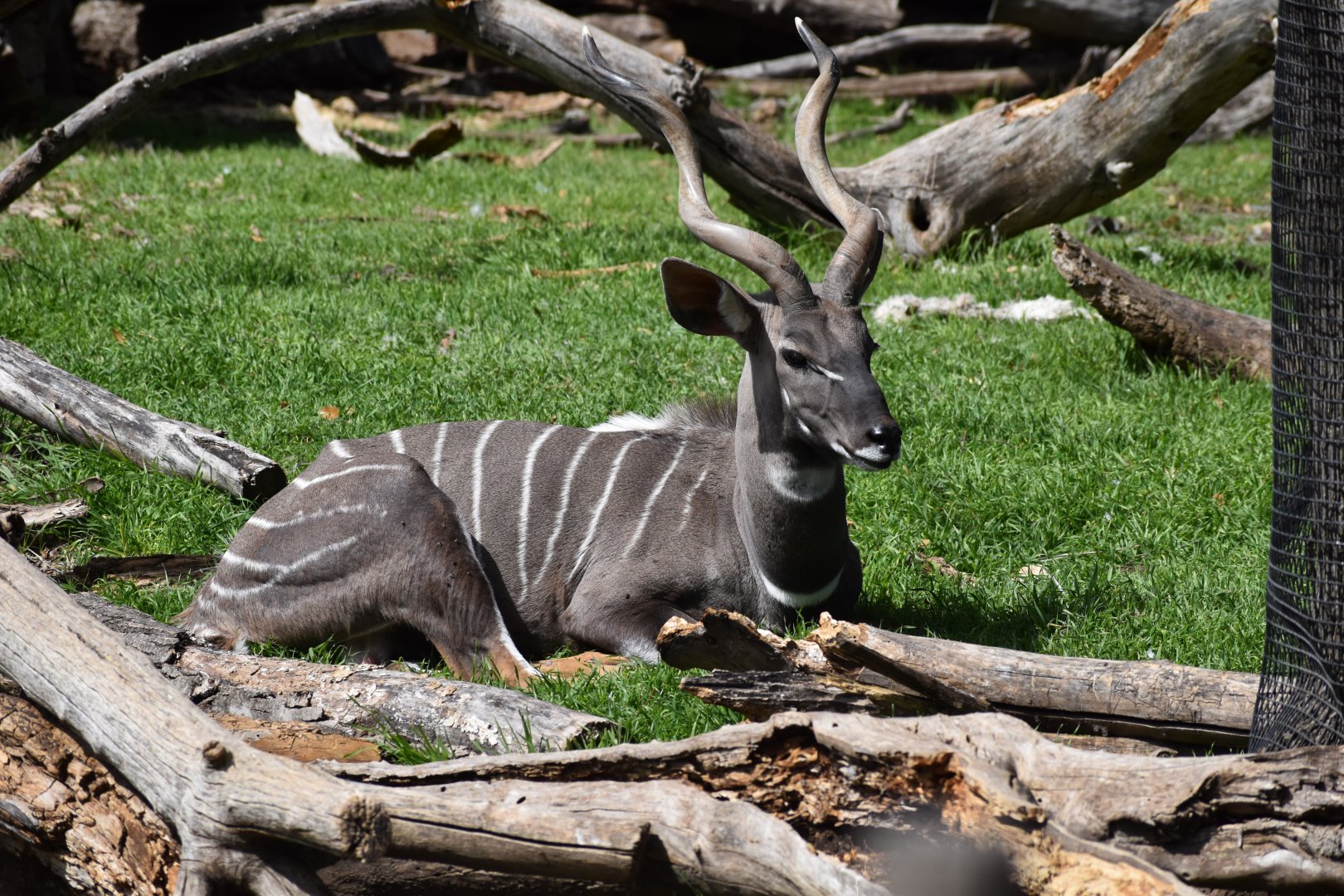Lesser Kudu